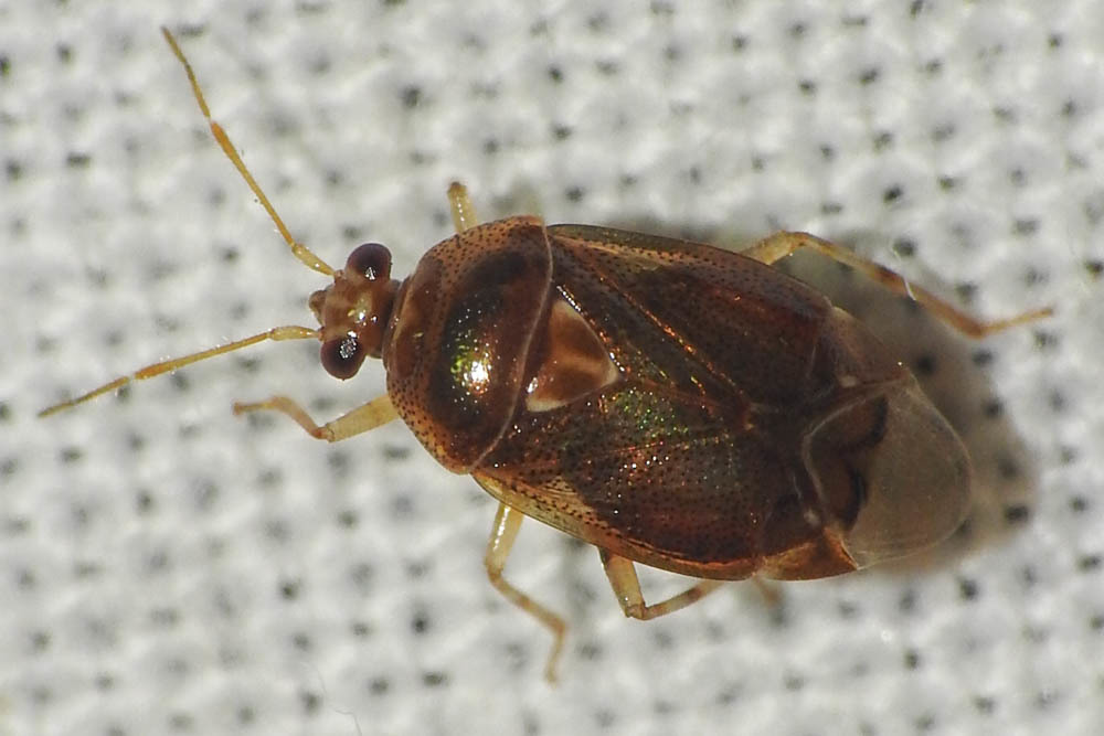 Deraeocoris lutescens - sárgás mezeipoloska