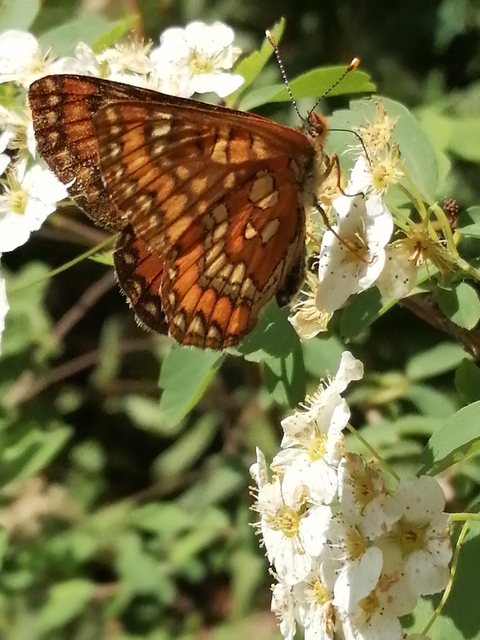 Euphydryas maturna - díszes tarkalepke