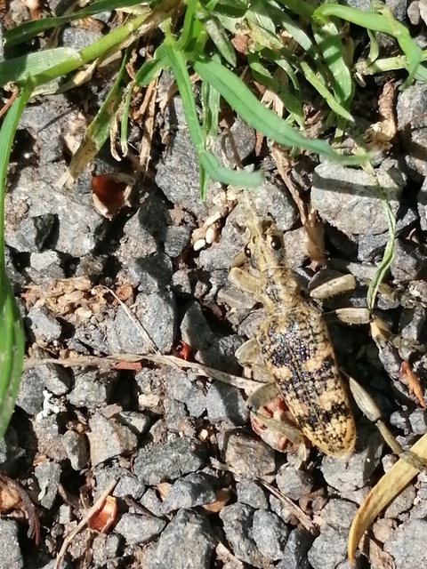 Rhagium sycophanta - tölgyes-tövisescincér