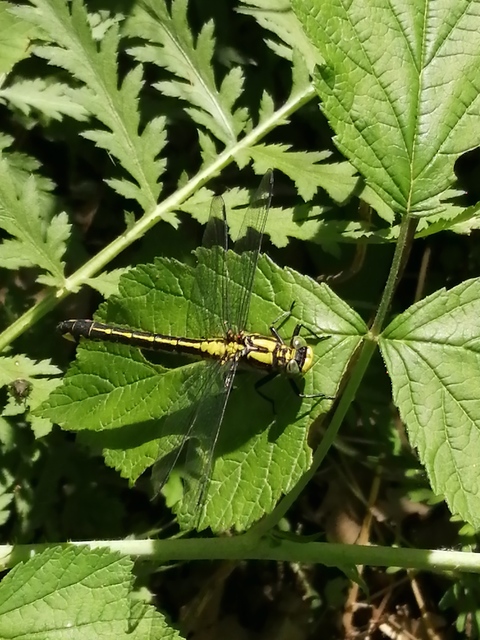 Gomphus vulgatissimus - feketelábú folyami-szitakötő