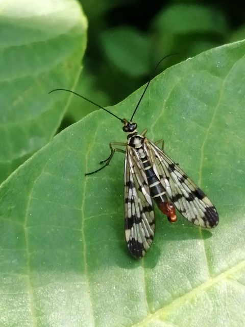 Panorpa communis/vulgaris
