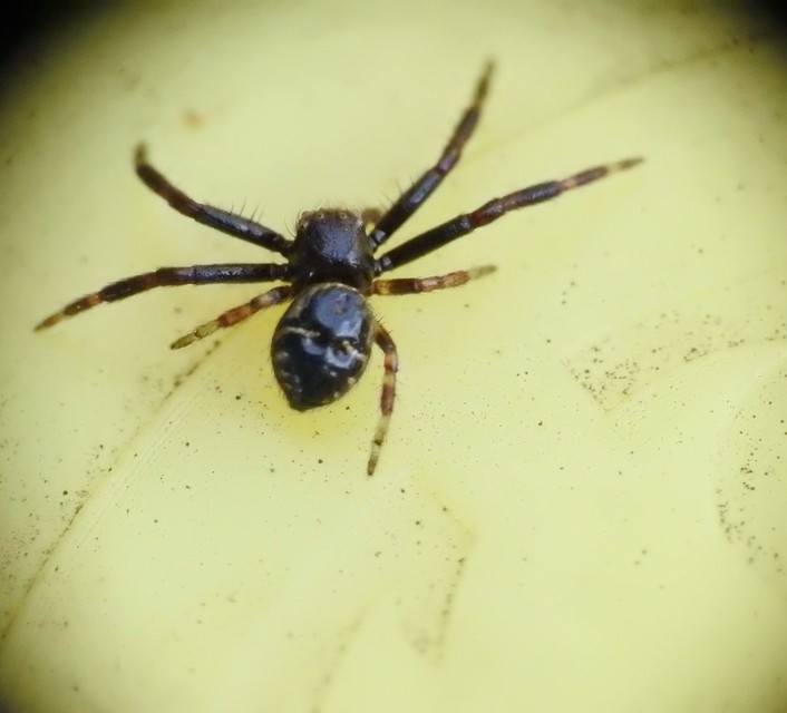 Synema globosum/ornatum