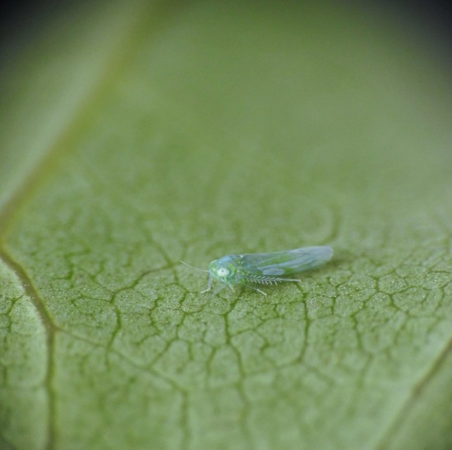 Typhlocybinae