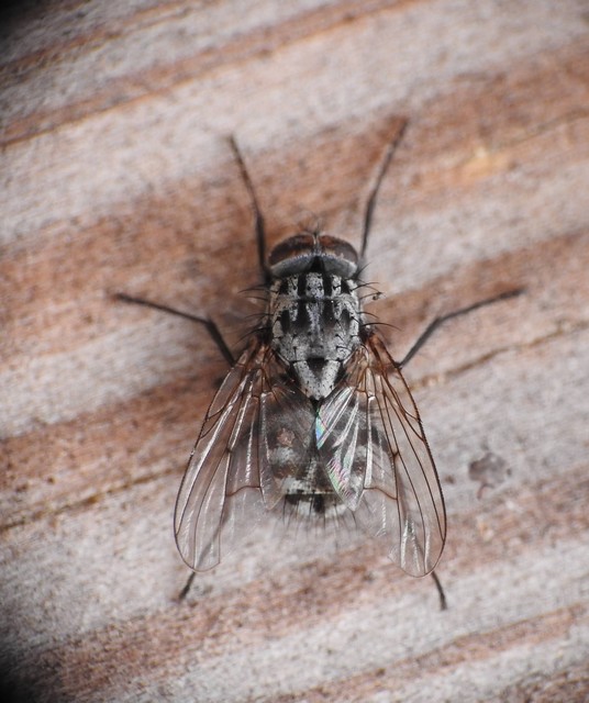 Muscidae - igazi legyek