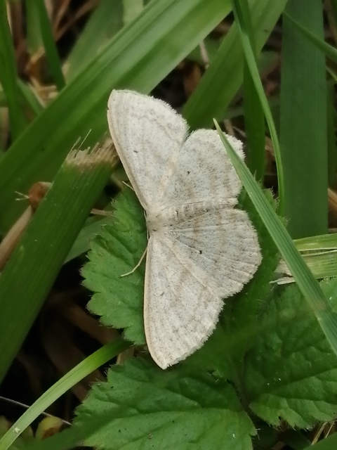 Scopula nigropunctata - feketepettyes araszoló