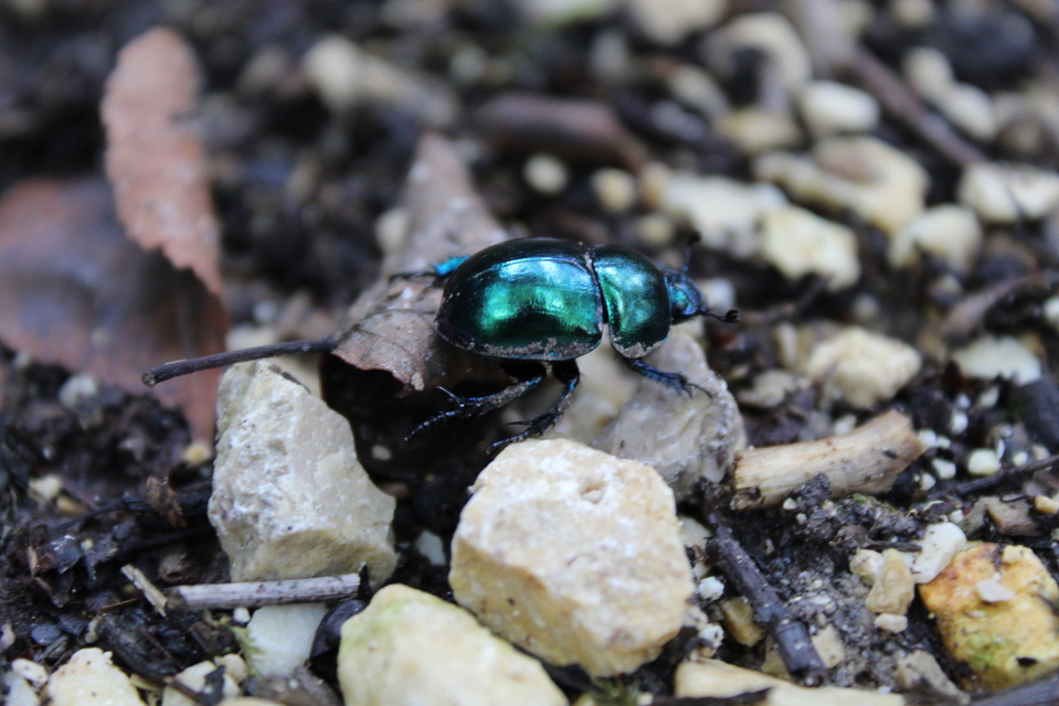 Trypocopris vernalis - tavaszi álganéjtúró