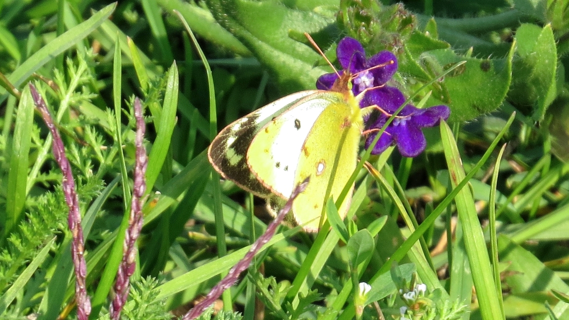 Colias alfacariensis - déli kéneslepke