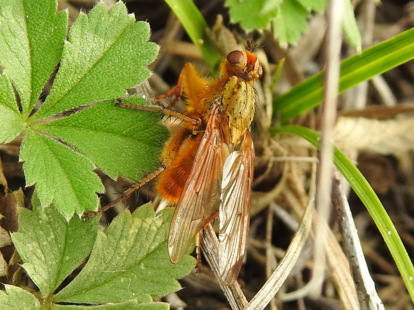 Scathophaga stercoraria - közönséges trágyalégy