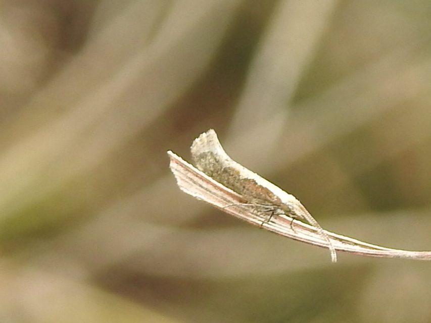 Plutella xylostella - káposztamoly