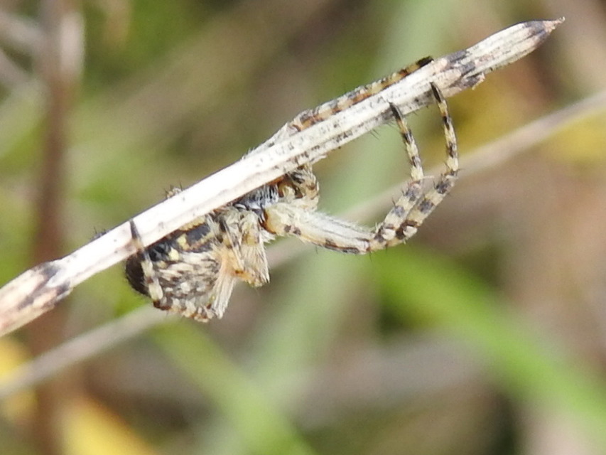 Aculepeira