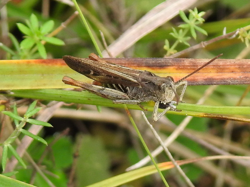 Chorthippus mollis - halk tarlósáska