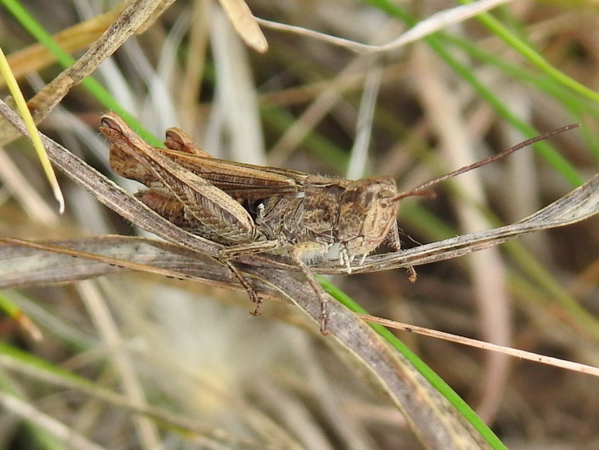 Chorthippus mollis - halk tarlósáska