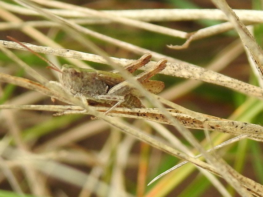 Chorthippus (Chorthippus) (subgenus)
