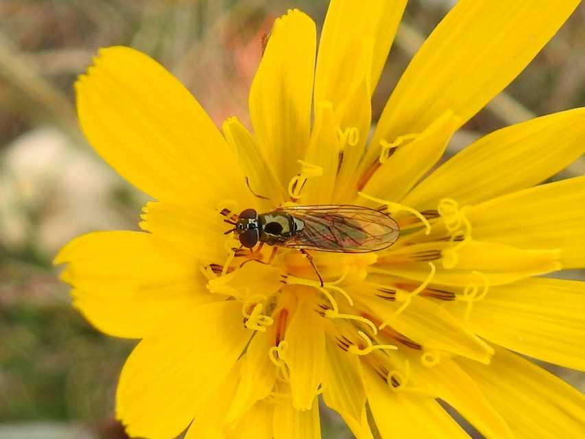 Melanostoma mellinum - gyakori fűzengőlégy