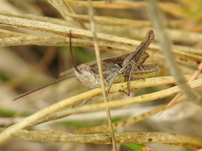 Chorthippus mollis - halk tarlósáska