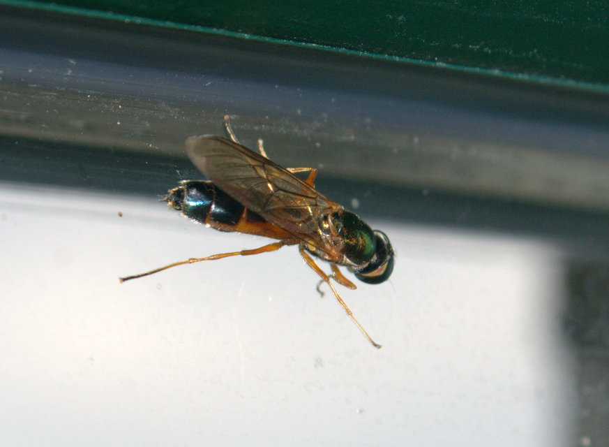 Sargus bipunctatus - kétpettyes fémeslégy