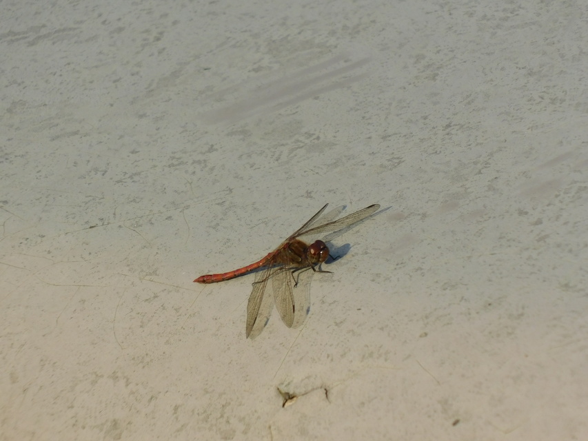Sympetrum striolatum/vulgatum