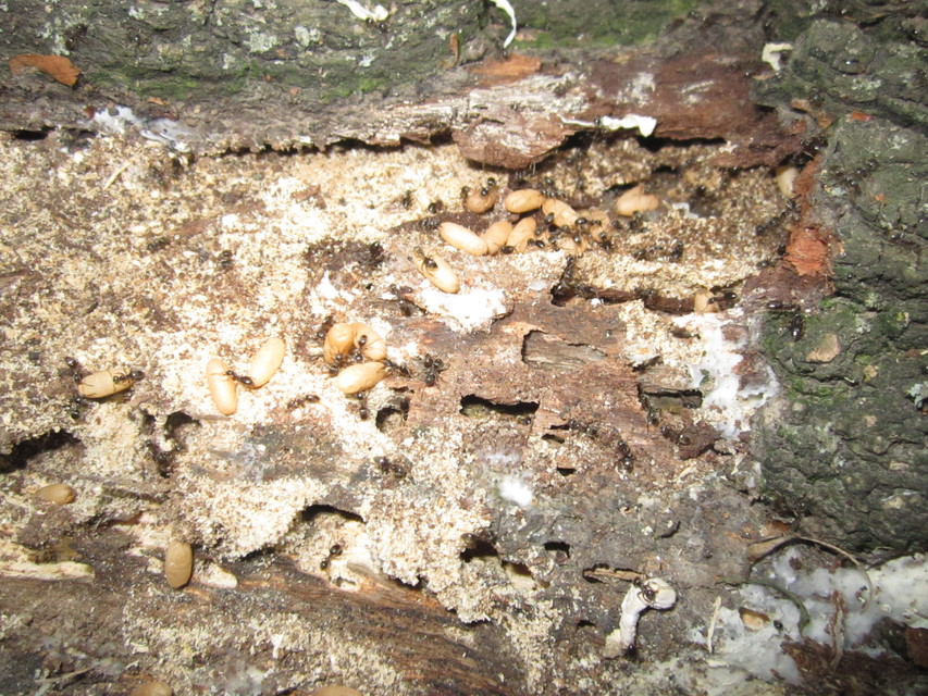 Lasius