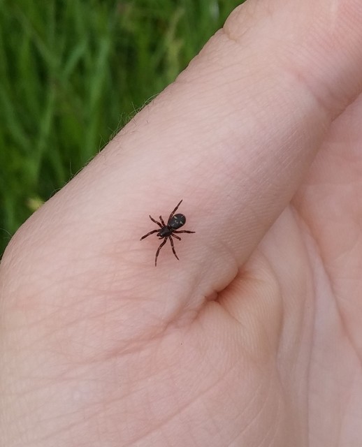 Asagena phalerata/meridionalis
