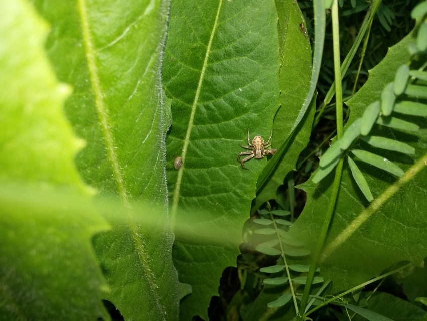 Xysticus kochi/cristatus