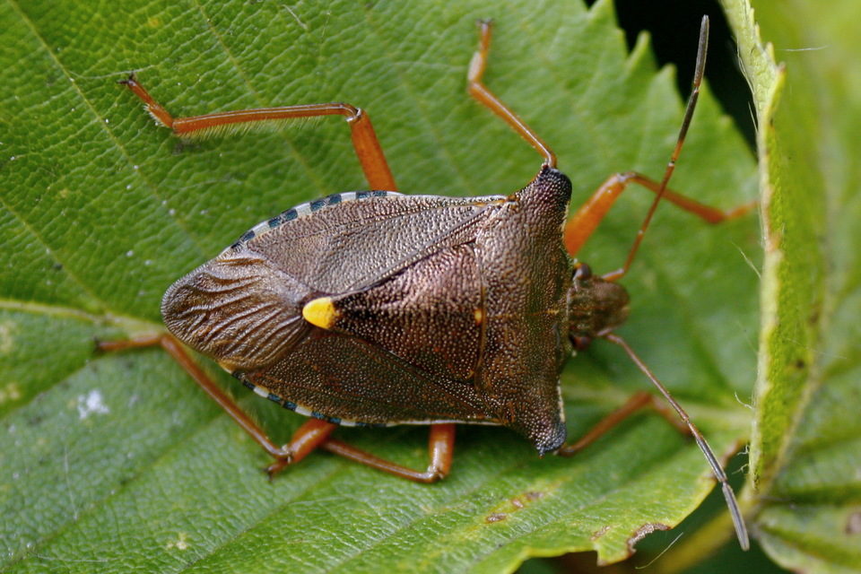 Pentatoma rufipes - vöröslábú címerespoloska Pentatoma rufipes - vöröslábú címerespoloska
