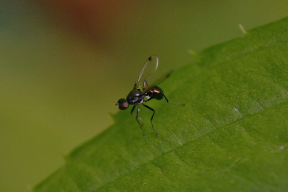Sepsidae - billegetőlégyfélék