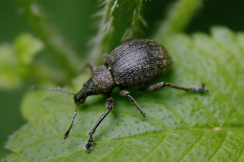 Liophloeus