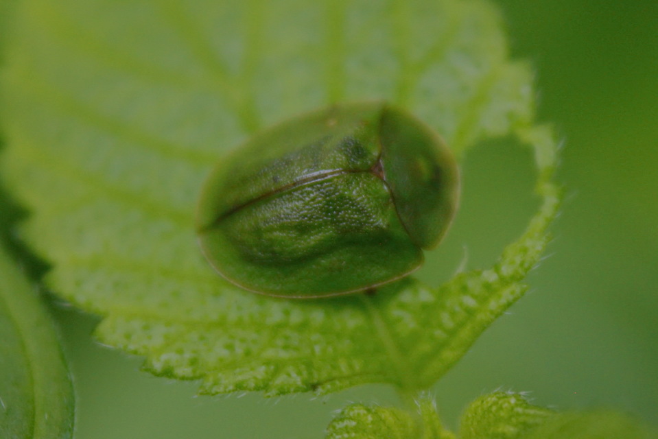 Cassida viridis - zöld pajzsbogár Cassida viridis - zöld pajzsbogár