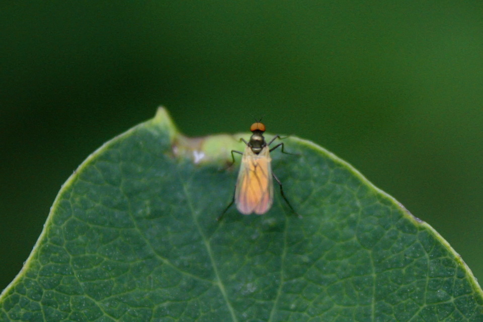 Hybotidae