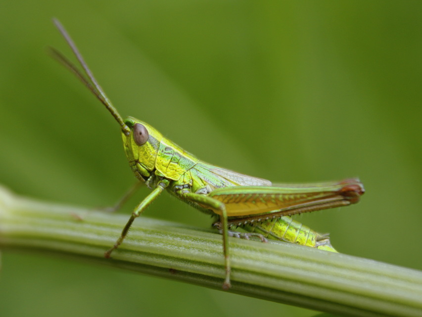 Euthystira brachyptera - smaragdzöld sáska