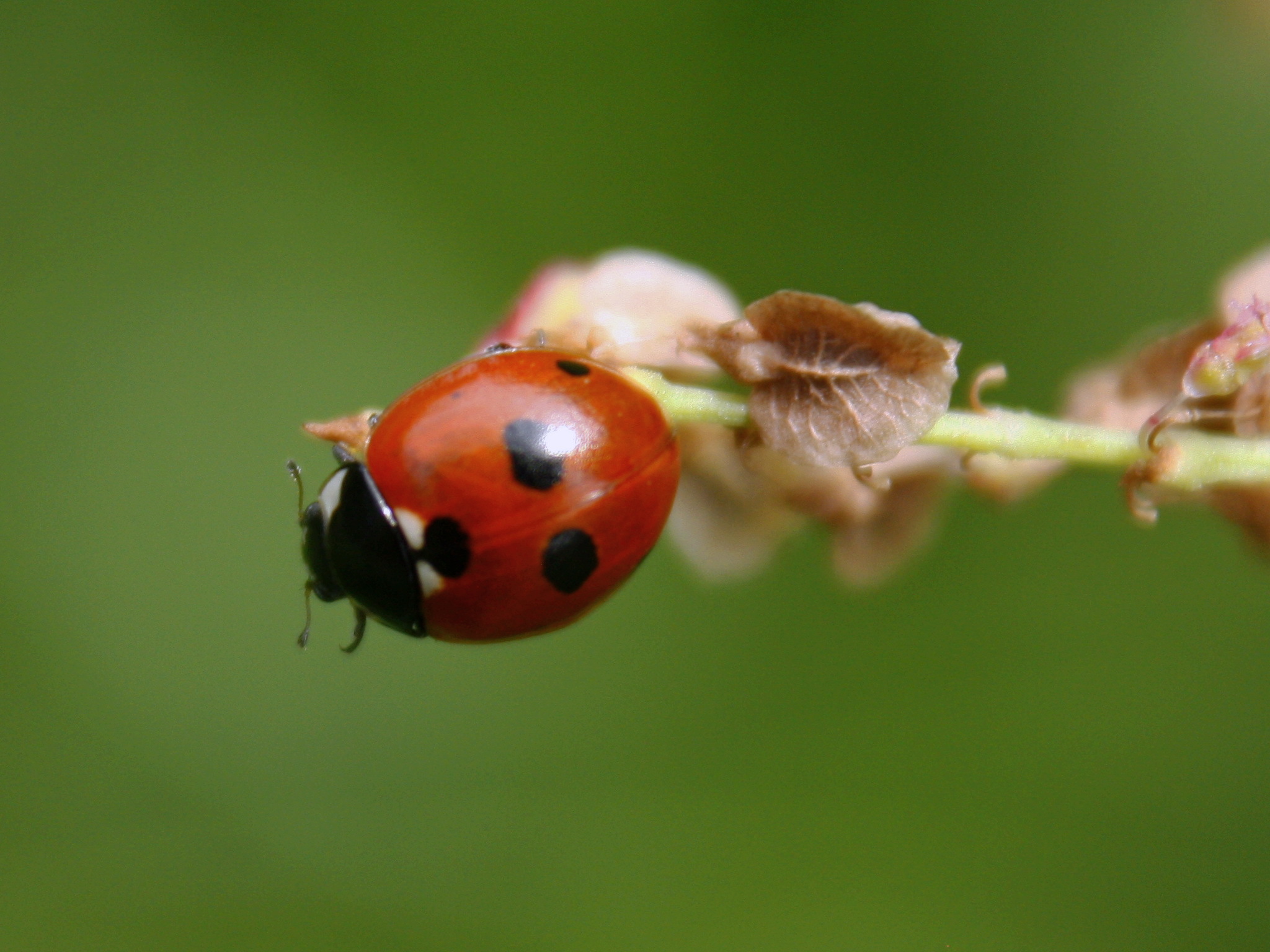Coccinella quinquepunctata - ötpettyes katica