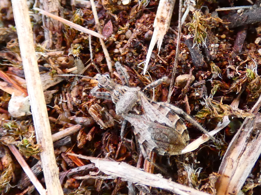 Coranus