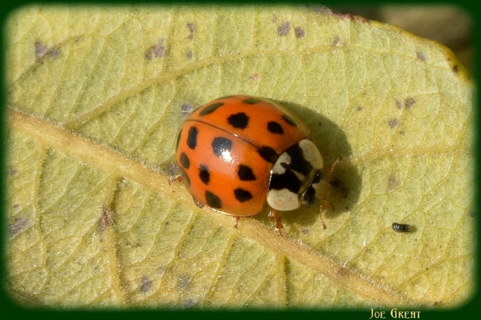 Harmonia axyridis - harlekinkatica
