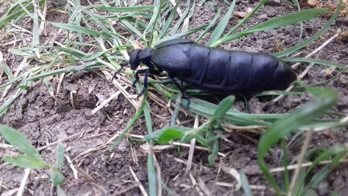 Meloe cicatricosus - óriásnünüke