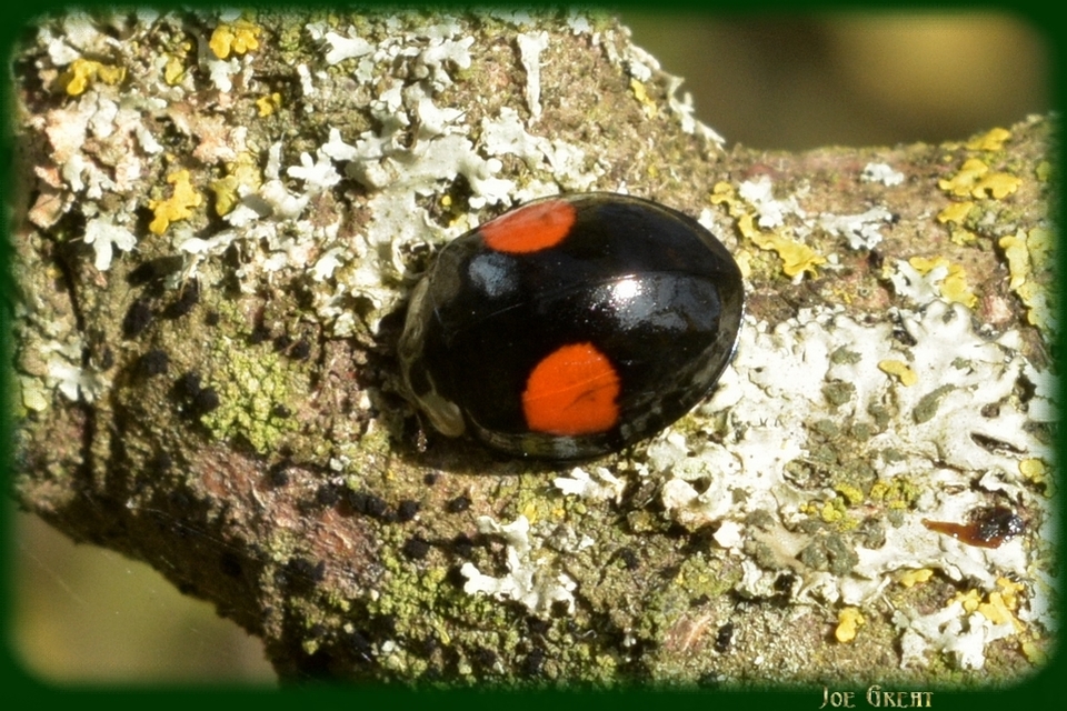 Harmonia axyridis - harlekinkatica