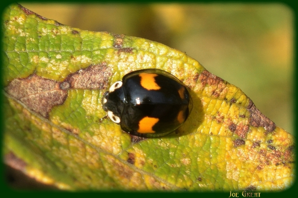 Harmonia axyridis - harlekinkatica