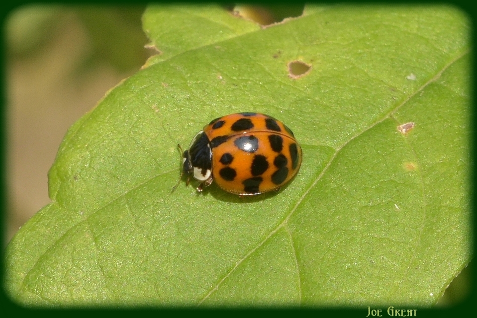 Harmonia axyridis - harlekinkatica