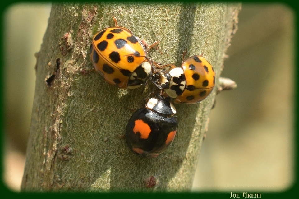 Harmonia axyridis - harlekinkatica
