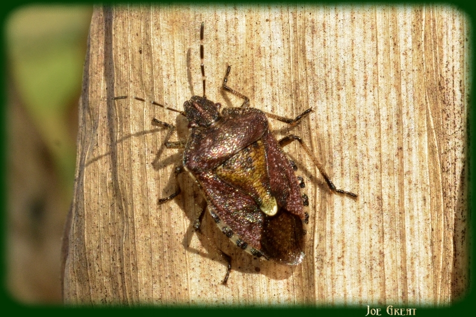 Dolycoris baccarum - közönséges bogyómászó-poloska Dolycoris baccarum - közönséges bogyómászó-poloska