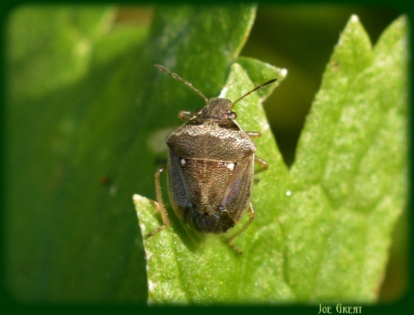 Eysarcoris ventralis - fakó feketefejű-poloska Eysarcoris ventralis - fakó feketefejű-poloska