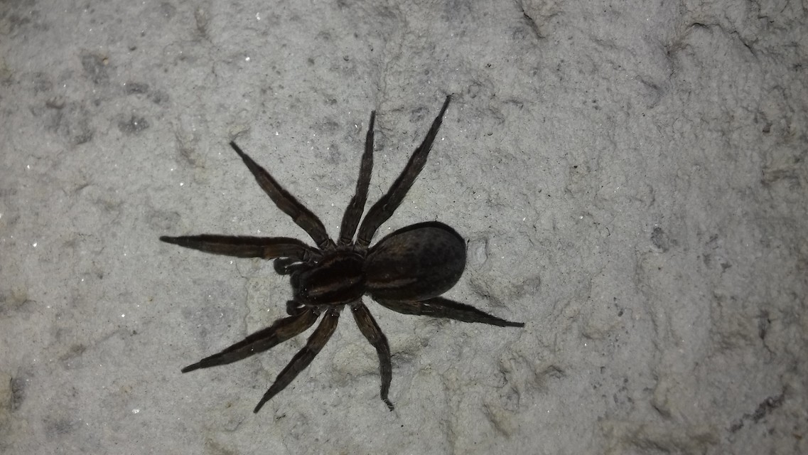 Trochosa