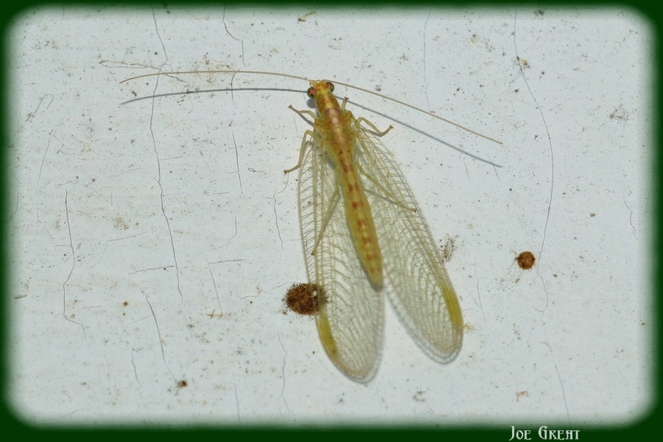 Chrysopidae - zöldfátyolkák