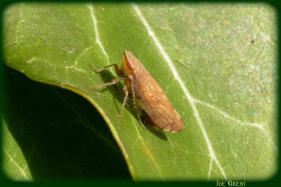 Fieberiella florii