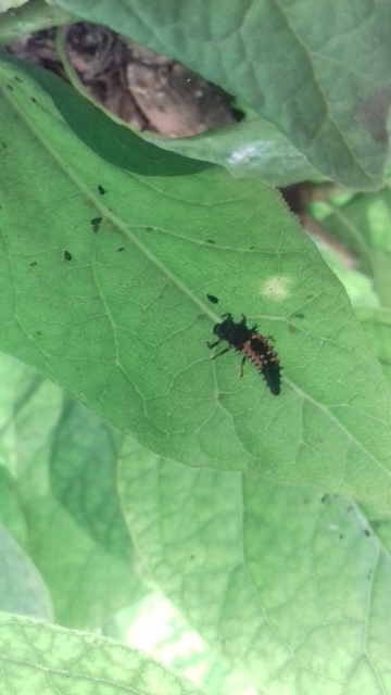 Harmonia quadripunctata - négypettyes katica