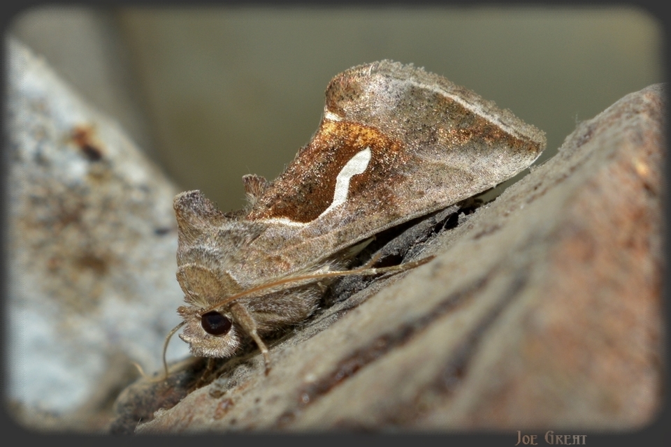 Macdunnoughia confusa - cseppfoltos ezüstbagoly