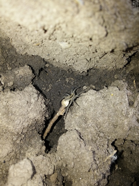 Pardosa agrestis - pusztai farkaspók