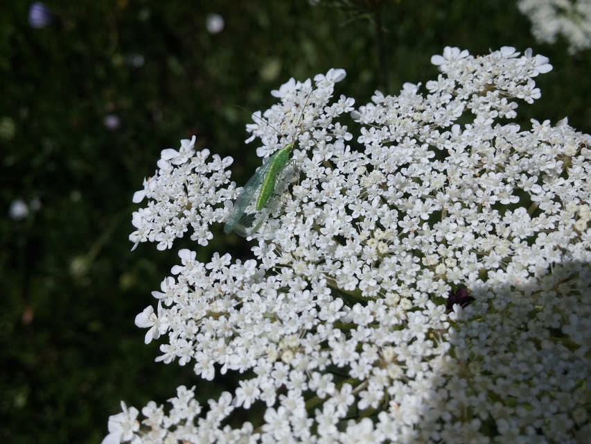 Chrysopidae - zöldfátyolkák