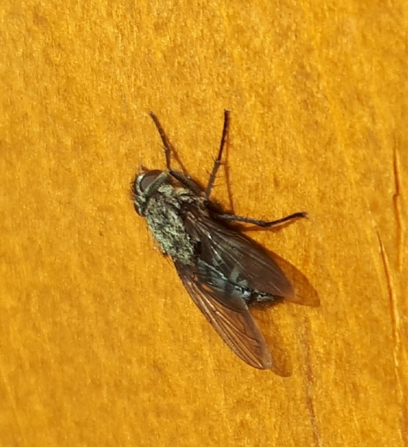 Pollenia