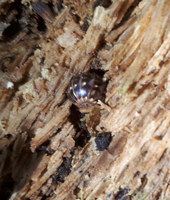 Glomeris hexasticha