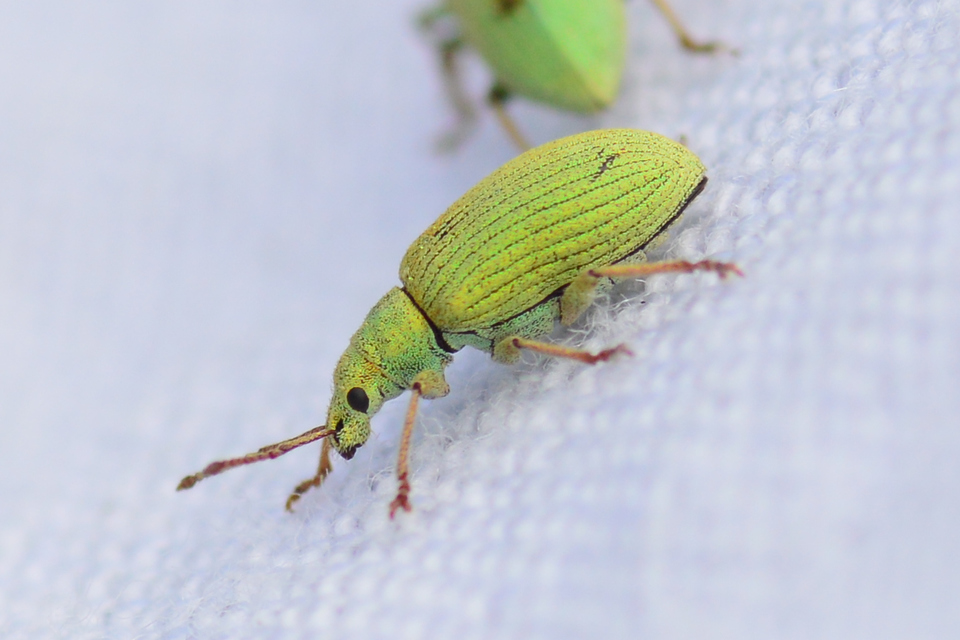 Phyllobius virideaeris - halványzöld levélormányos